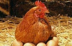 如何降低蛋鸡饲料成本？降低蛋鸡饲料成本的措施