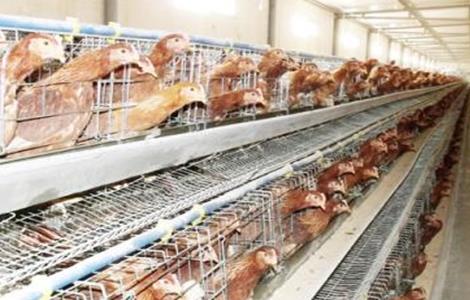 育成蛋鸡限饲原因及注意事项