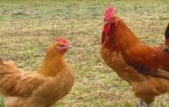 生态养鸡怎么选择鸡种