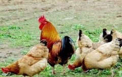 散养鸡感冒原因及防治方法