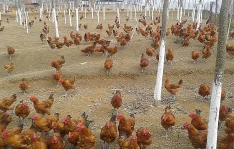 养鸡 养殖环境 鸡舍要求