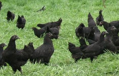 五黑鸡饲养管理技术