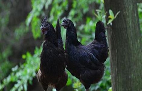 五黑鸡饲养管理技术