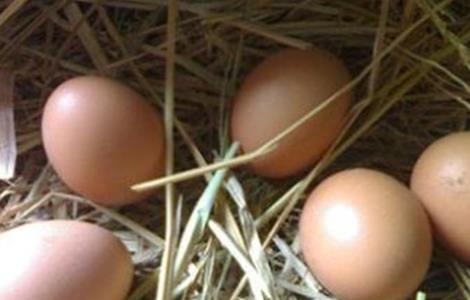 如何提高芦花鸡产蛋量
