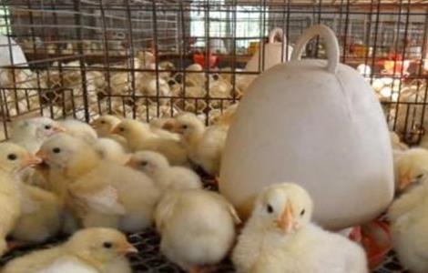 蛋鸡 养殖 技术