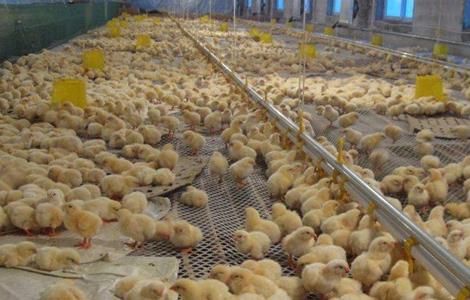如何 降低 养鸡成本