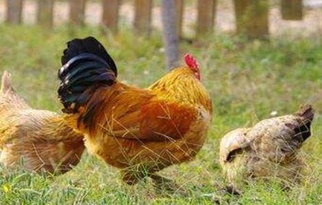 肉鸡 产量低 怎么办