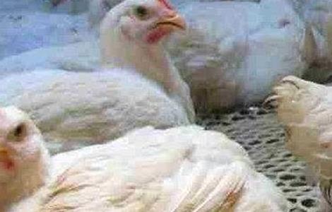 白羽肉鸡 方法 养殖
