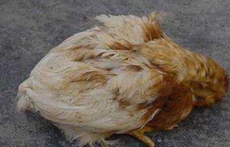 注射疫苗