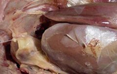鸡大肠杆菌病防治方法