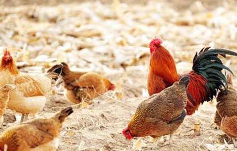 鸡养殖场常见鸡病诊断和防治