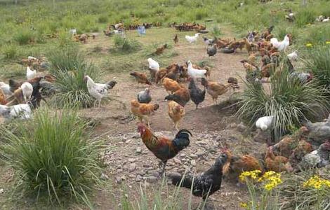 养鸡场管理制度