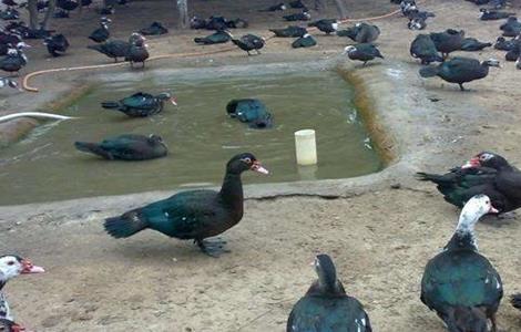 方法 火鸭 养殖