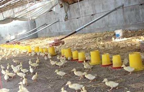 肉鸭养殖大棚建设