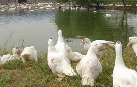 肉鸭养殖如何管理才能节省饲料