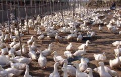 肉鸭养殖如何节省饲料？