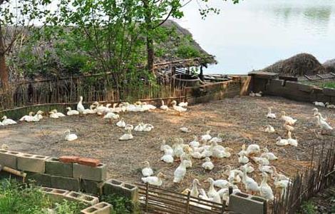 鸭子圈养的养殖管理