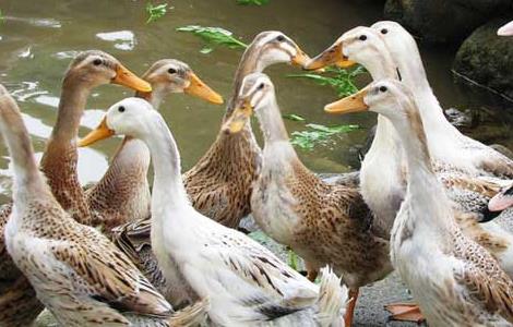 鸭子爱吃的野生植物饲料有哪些