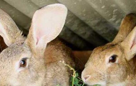野兔和家兔的区别