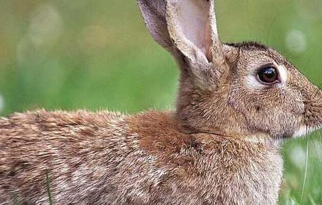 野兔和家兔的区别