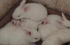 兔子养殖技术