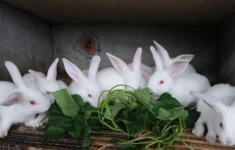 春季 养兔 注意事项