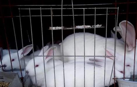 春季 养兔 注意事项