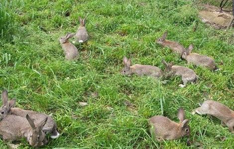 春季 养兔 注意事项