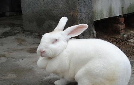 獭兔 冬季 饲养管理