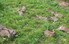 野兔冬季养殖管理要点