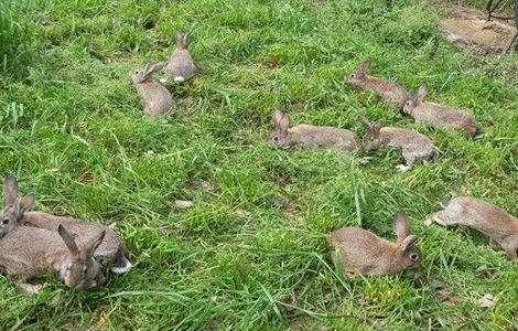 野兔养殖 冬季 管理要点