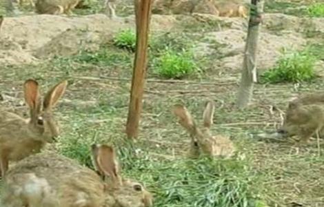 兔子 四季管理 养殖