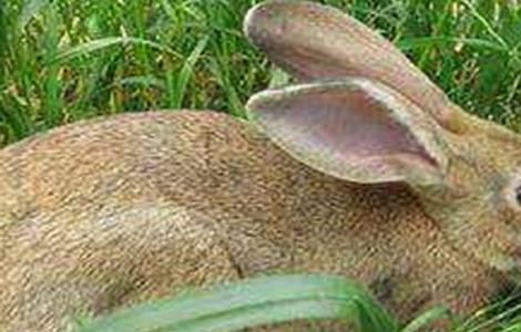 野兔养殖注意事项