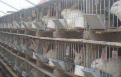 养殖肉兔该注意什么