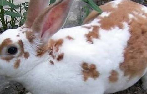 獭兔养殖安全度夏方法