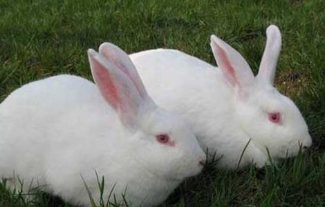 兔子养殖场建筑布局及兔笼设备要求