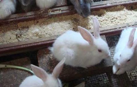 夏季兔子养殖管理技术