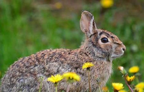 野兔的养殖前景分析