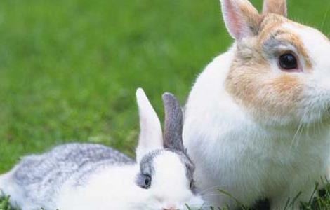 獭兔的养殖成本及利润