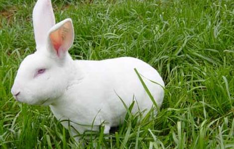 獭兔的养殖成本及利润分析