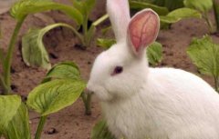 兔子养殖的市场前景