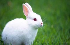 哺乳母兔饲养管理技术