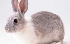 如何成功发展兔子养殖？