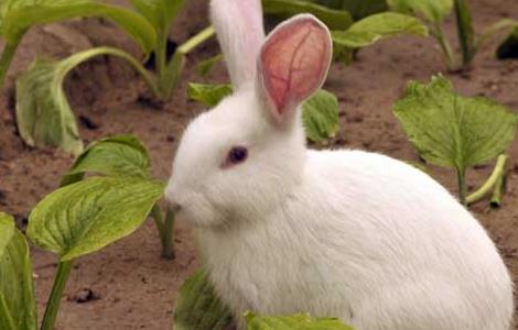 兔子养殖户在养兔的时候有哪些禁忌