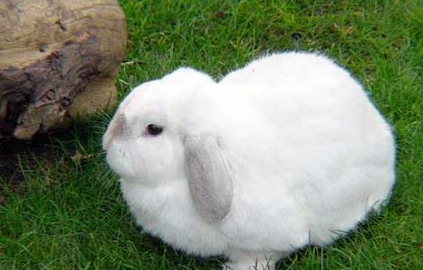 獭兔与家兔在生活习性上面的比较