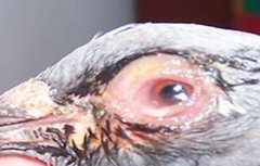 如何治疗鸽子眼睛流泪