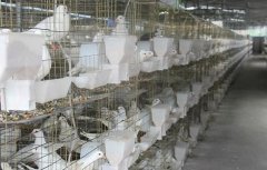 2018鸽子的养殖前景及市场行情