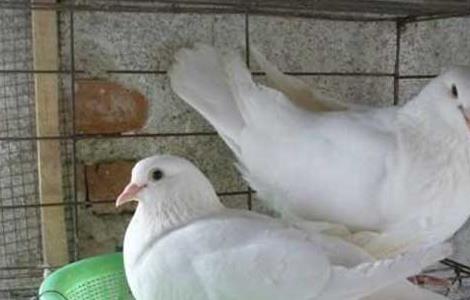 白羽王鸽的养殖特点