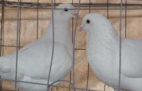 白羽王鸽的养殖特点