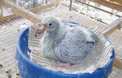 发展肉鸽养殖前的注意问题